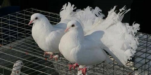 Голубеводство - бег с юридическими препятствиями